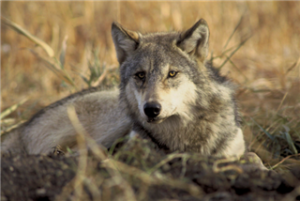 A gray wolf. Photo credit:Jake and Karen Hollingsworth / U.S. Fish and Wildlife Service